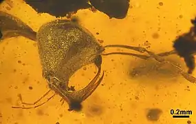 Haidomyrmex cerberus