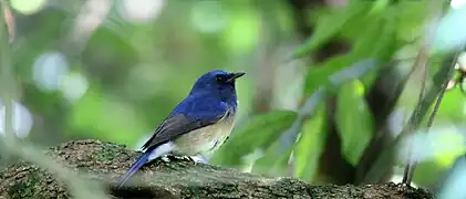 Male Hainan blue flycatcher