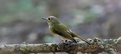 Female Hainan blue flycatcher