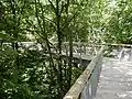 Canopy walkway through the forest (elevation 10–24 m / 33–79 ft)