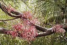 Hakea bakeriana from NSW Central Coast