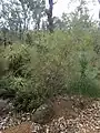 Habit near the Vasse Highway south-east of Busselton