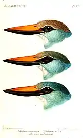 Heads of three subspecies: H. m. torquata (top); H. m. forbesi (middle); H. m. malimbica (bottom); illustration by Keulemans, 1892