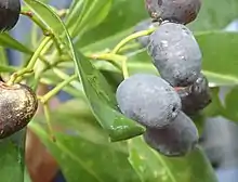 fruit and leaves