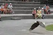 A bald eagle at a bird show at Las Águilas Jungle Park in Tenerife