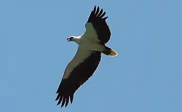 White-bellied sea eagle