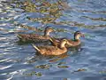 Mallard Ducks swim in the Halifax River near Daytona Beach.