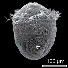 SEM of 9-hour old trochophore of Haliotis asinina with shell field (sf)