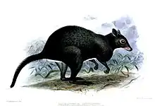 Illustration of healthy Dorcopsis luctuosa