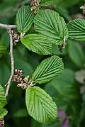 New foliage, spent flowers