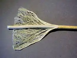 Hemp stem showing fibers