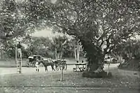 The Hanging Gardens at Malabar Hill (ca. 1905).