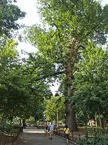 Hangman's Elm in Manhattan's Washington Square Park.