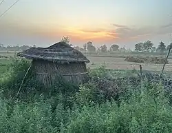 Harduaganj wheat field