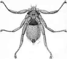 A drawing of a small insect with spider-like legs