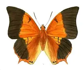 Dorsal view (male)