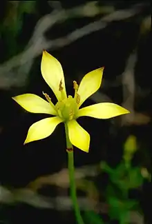 Six-petaled yellow flower, with petals widest near the tip, and six yellow anthers