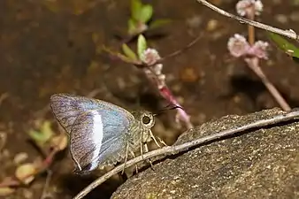 Ventral view