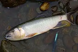 Opsariichthys uncirostris caught by a fishing line