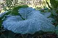 Plant life with morning dew