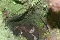 Plant life and moss growing inside trunk of lava tree