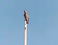 Hawk on pole