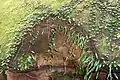 Hawkesbury sandstone and rock felt fern (Pyrrosia rupestris)