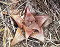 Haworthia mirabilis var. badia has reddish-brown, attenuate leaves.