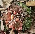 Haworthia mirabilis var. calcarea, a compact form with incurved leaf tips