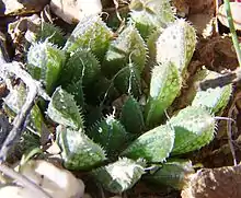 Haworthia nortieri, from the far north-west of the Western Cape, has opaque leaves, covered in oval, pellucid spots.