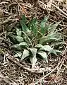 Haworthia parksiana, the smallest Haworthia species.