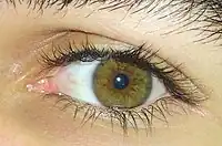 Green-hazel eyes