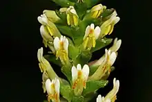 Hebenstretia fastigiosa flowers on an inflorescence