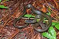 Hebius khasiensis, Khasi Hills keelback - Phu Kradueng National Park