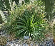 A Hechtia epigyna plant in the showhouse of the city nursery of Bern, Switzerland.