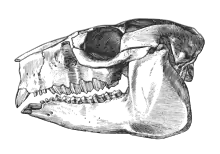 Skull of Hegetotherium (Typotheria, Hegetotheriidae)