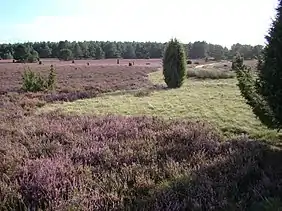 Heathland on the Haußelberg