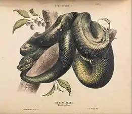 Diamond Snake, Morelia spilotes from  The Snakes of Australia by Gerard Krefft