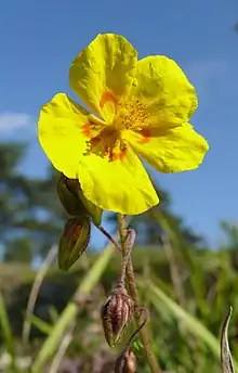 H. nummularium subsp. obscurumGermany - Schwäbische Alb