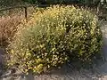 Helichrysum italicum