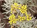 Helichrysum italicum flowering