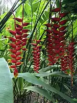 Heliconia rostrata