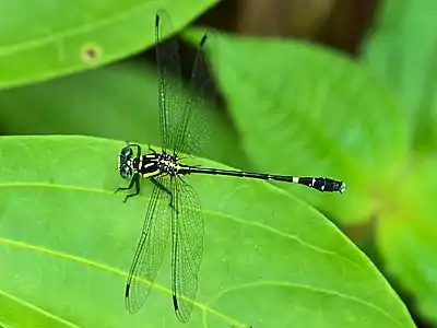 Heliogomphus promelas male