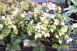 Lenten rose - Helleborus