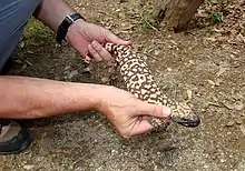 Captured Gila monster