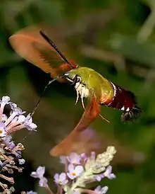 H. thysbe feeding