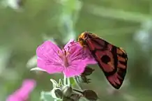 Adult on flower