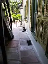 A cat lies on the porch