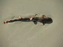 An epaulette shark clambering over the sand on a beach