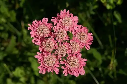 Heracleum austriacum